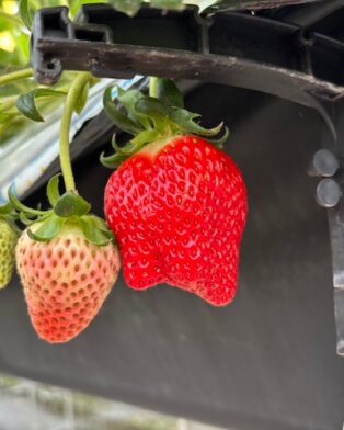 いちご奉納🍓【営業時間変更のお知らせ】