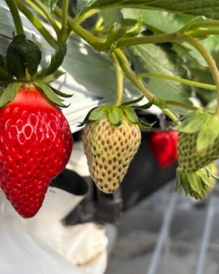 🍓本日分は完売しました🍓